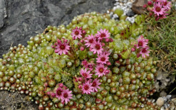 Sempervivum barbulatum Sempervivum barbulatum