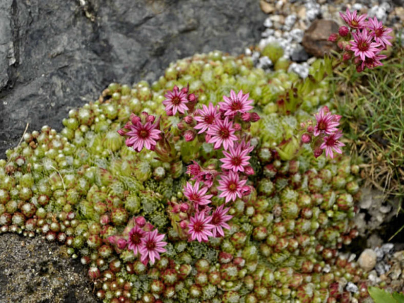 Sempervivum ×barbulatum