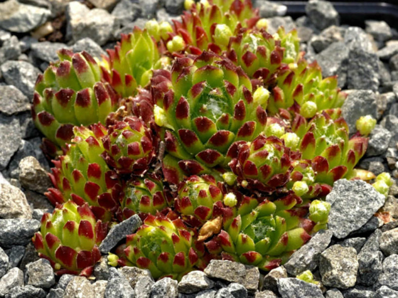 Sempervivum ×barbulatum