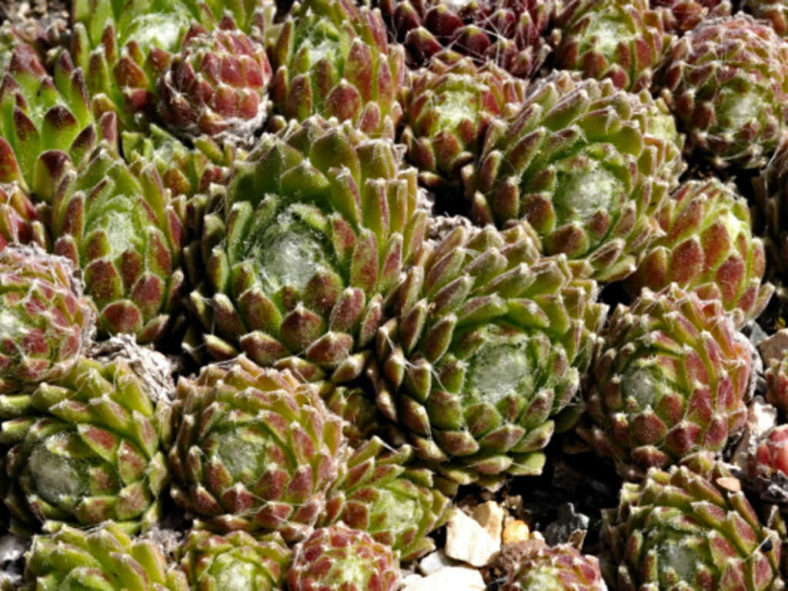 Sempervivum ×barbulatum