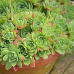 Sempervivum cantabricum aka Sempervivum vicentei subsp. cantabricum