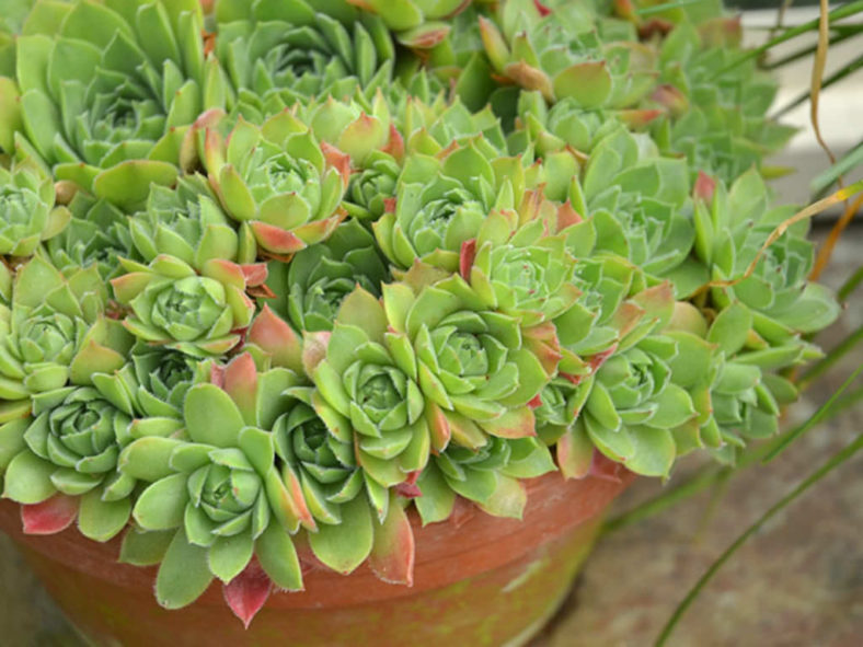 Sempervivum cantabricum aka Sempervivum vicentei subsp. cantabricum