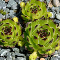 Sempervivum cantabricum aka Sempervivum vicentei subsp. cantabricum