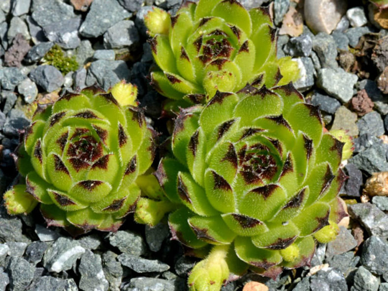 Sempervivum cantabricum aka Sempervivum vicentei subsp. cantabricum
