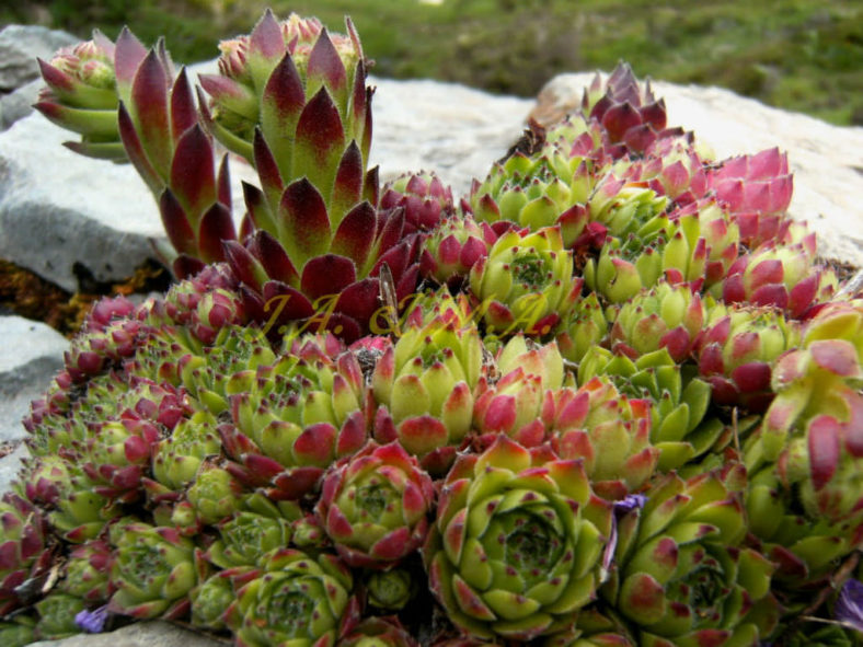 Sempervivum cantabricum aka Sempervivum vicentei subsp. cantabricum