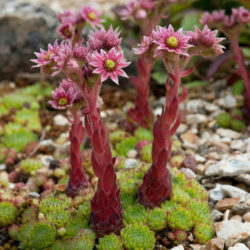 Sempervivum cantabricum aka Sempervivum vicentei subsp. cantabricum