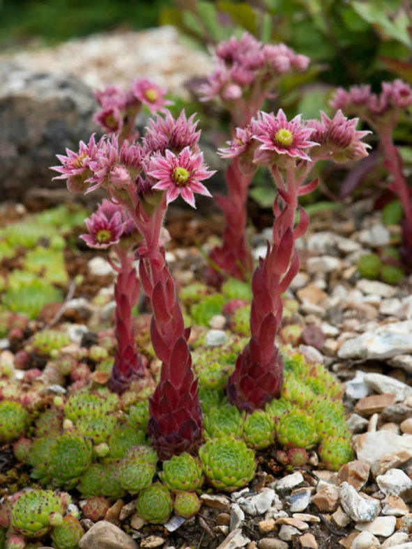 Sempervivum cantabricum aka Sempervivum vicentei subsp. cantabricum