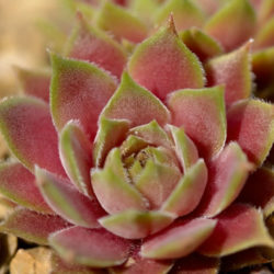 Sempervivum marmoreum subsp. erythraeum