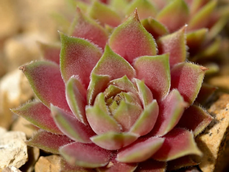 Sempervivum marmoreum subsp. erythraeum