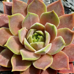 Sempervivum marmoreum subsp. erythraeum