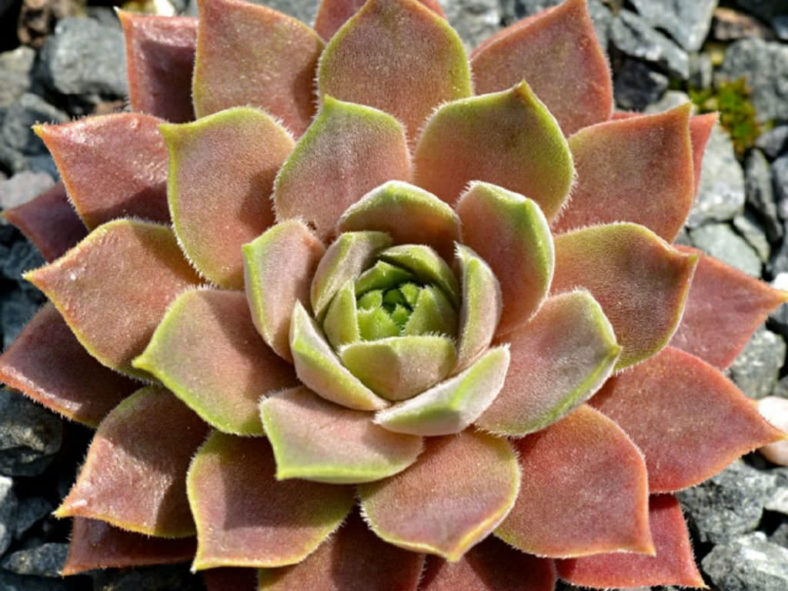Sempervivum marmoreum subsp. erythraeum