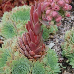 Sempervivum marmoreum subsp. erythraeum