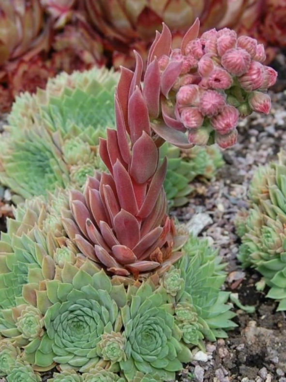 Sempervivum marmoreum subsp. erythraeum
