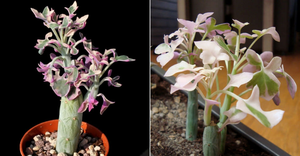 Curio articulatus 'Candlelight' - World of Succulents