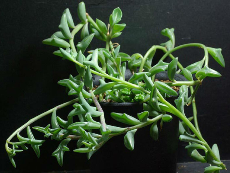 Senecio 'Hippogriff' aka Curio × peregrinus or Senecio × peregrinus