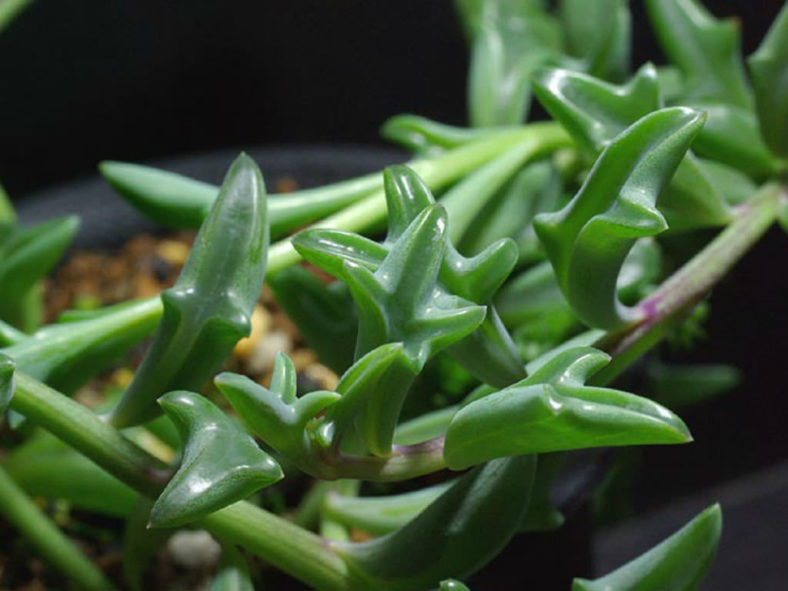 Senecio 'Hippogriff' aka Curio × peregrinus or Senecio × peregrinus