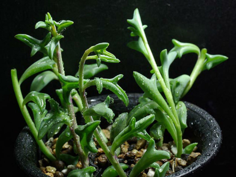 Senecio 'Hippogriff' aka Curio × peregrinus or Senecio × peregrinus