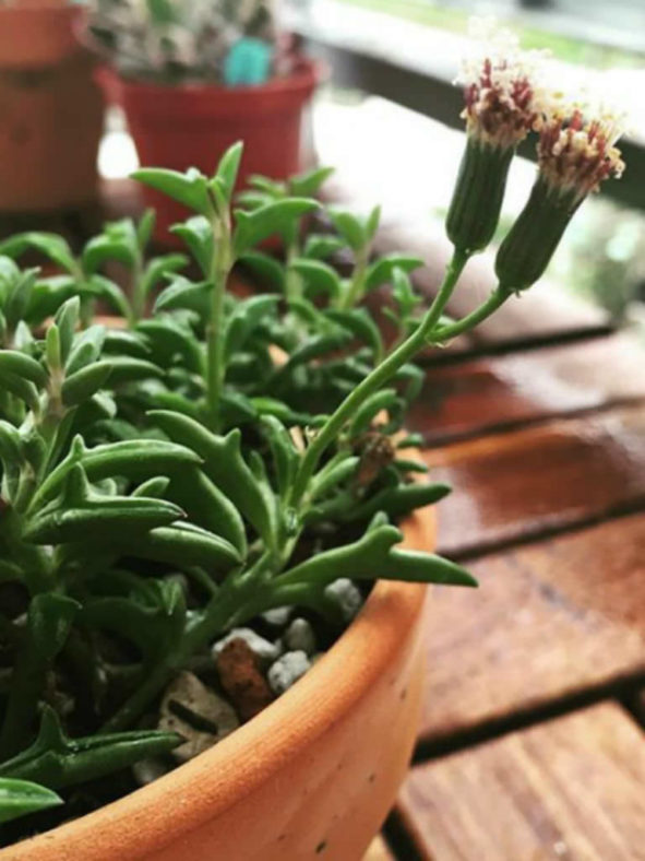 Senecio 'Hippogriff' aka Curio × peregrinus or Senecio × peregrinus