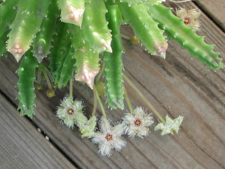 Stapelia glanduliflora - Glandular Stapelia