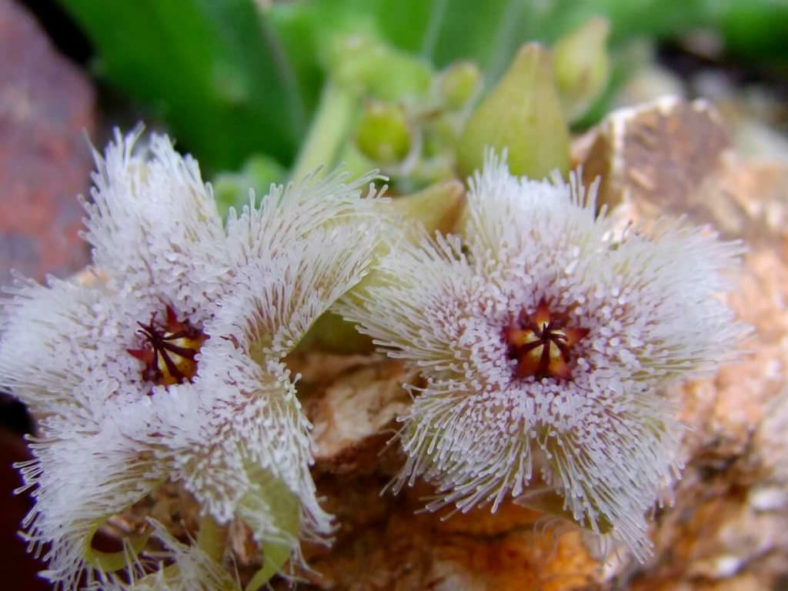 Stapelia glanduliflora - Glandular Stapelia