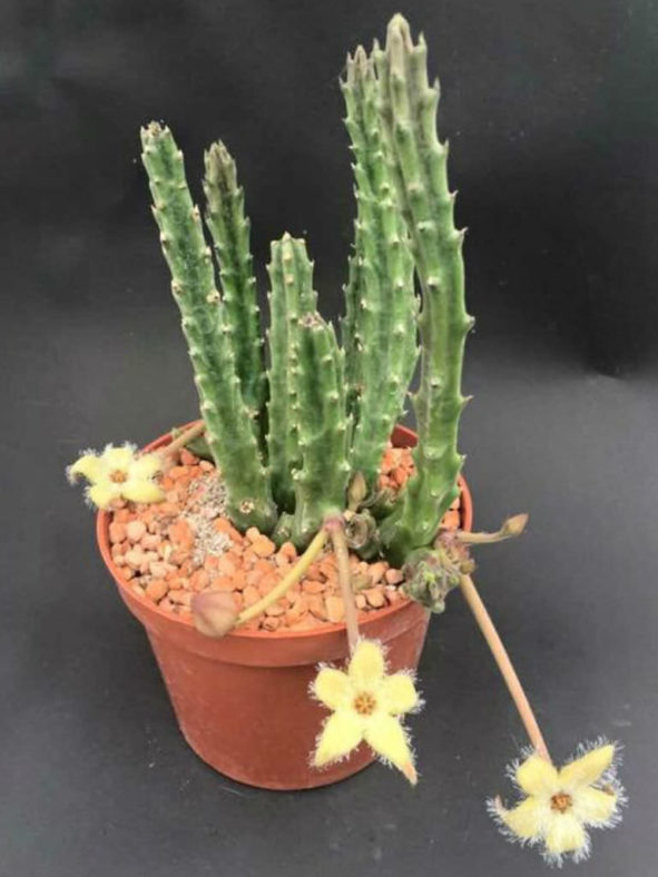 Stapelia glanduliflora - Glandular Stapelia