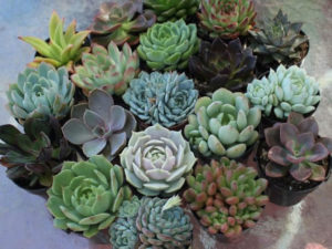 What are Tender Succulents (Soft Succulents)? - World of Succulents