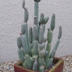 Tephrocactus articulatus var. inermis (Pine Cone Cactus)