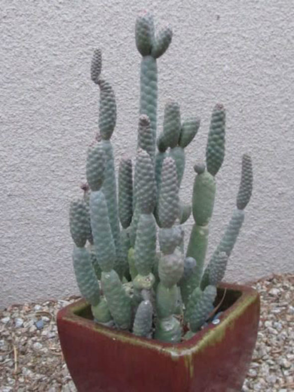 Tephrocactus articulatus var. inermis (Pine Cone Cactus)