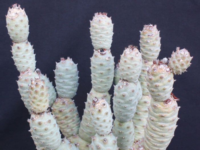 Tephrocactus articulatus var. inermis (Pine Cone Cactus)