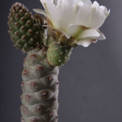 Tephrocactus articulatus var. inermis (Pine Cone Cactus)