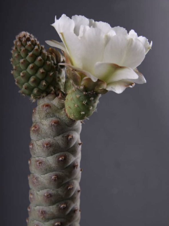 Tephrocactus articulatus var. inermis (Pine Cone Cactus)