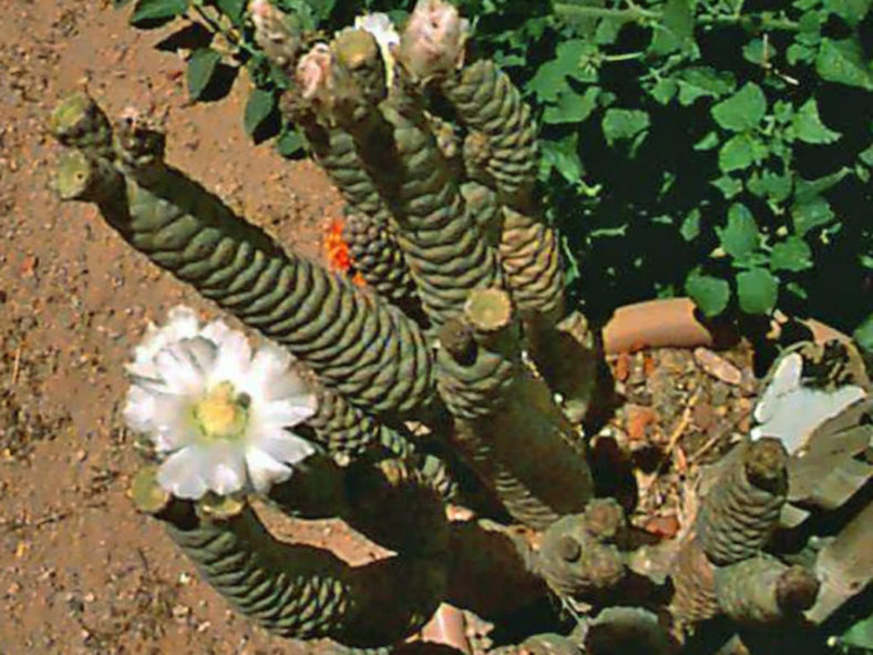 Tephrocactus articulatus var. inermis (Pine Cone Cactus)