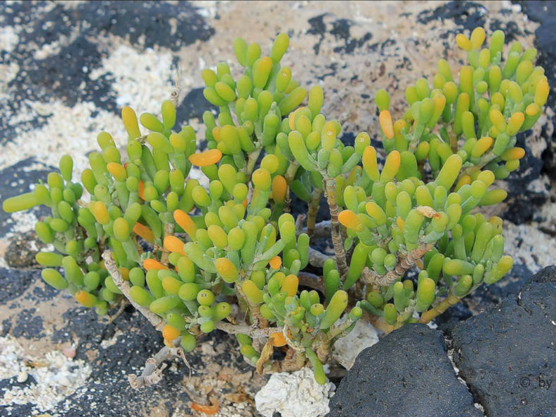 Tetraena fontanesii - Sea Grape