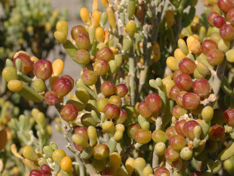 Tetraena fontanesii - Sea Grape