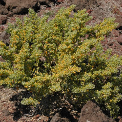 Tetraena fontanesii - Sea Grape