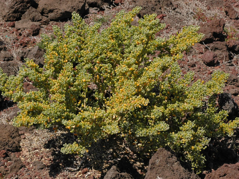 Tetraena fontanesii - Sea Grape