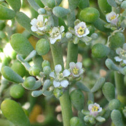 Tetraena fontanesii - Sea Grape