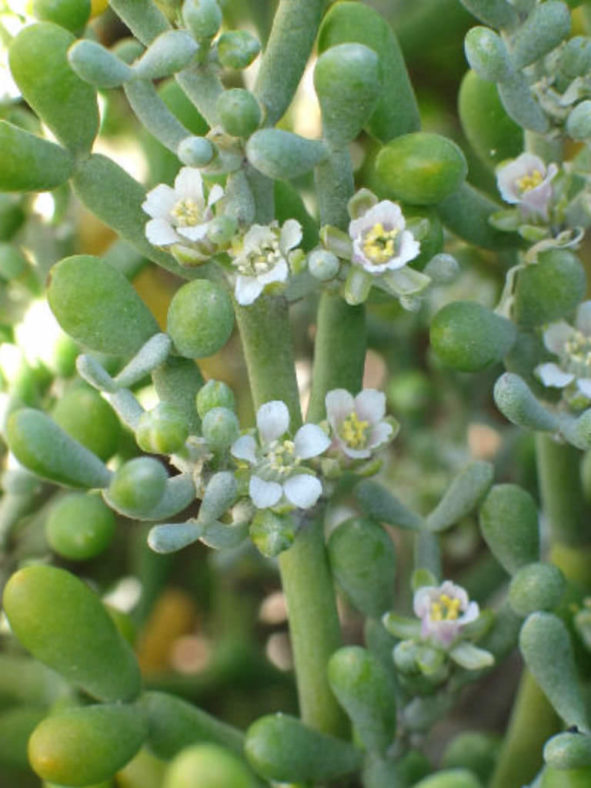 Tetraena fontanesii - Sea Grape