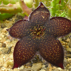 Tridentea gemmiflora - Black Carrion Flower