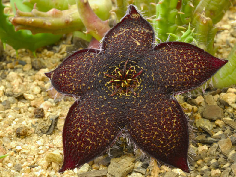 Tridentea gemmiflora - Black Carrion Flower