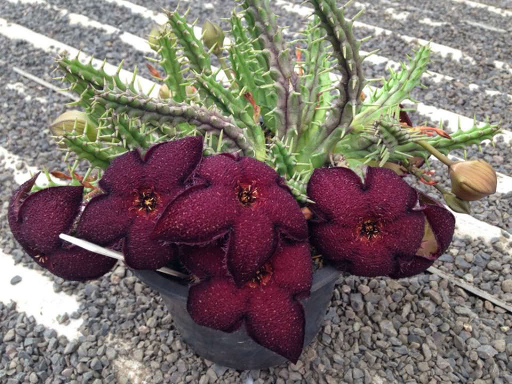 Tridentea gemmiflora - Black Carrion Flower