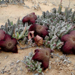 Tridentea gemmiflora - Black Carrion Flower