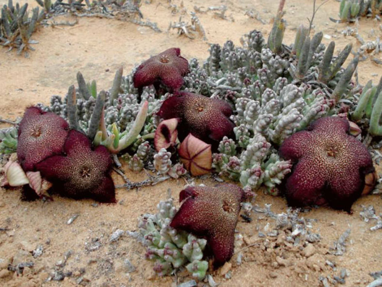 Tridentea gemmiflora - Black Carrion Flower
