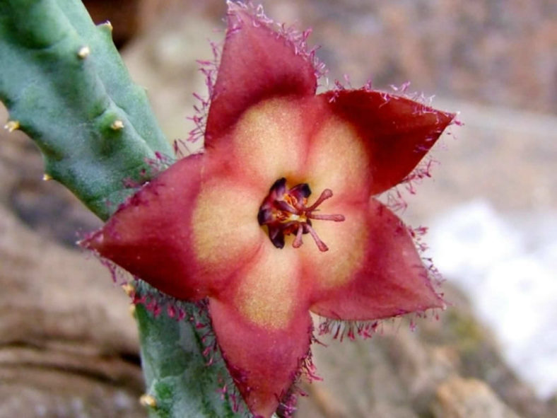 Tromotriche revoluta - Revolute-flowered Tromotriche