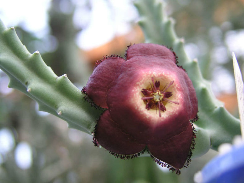 Tromotriche revoluta - Revolute-flowered Tromotriche