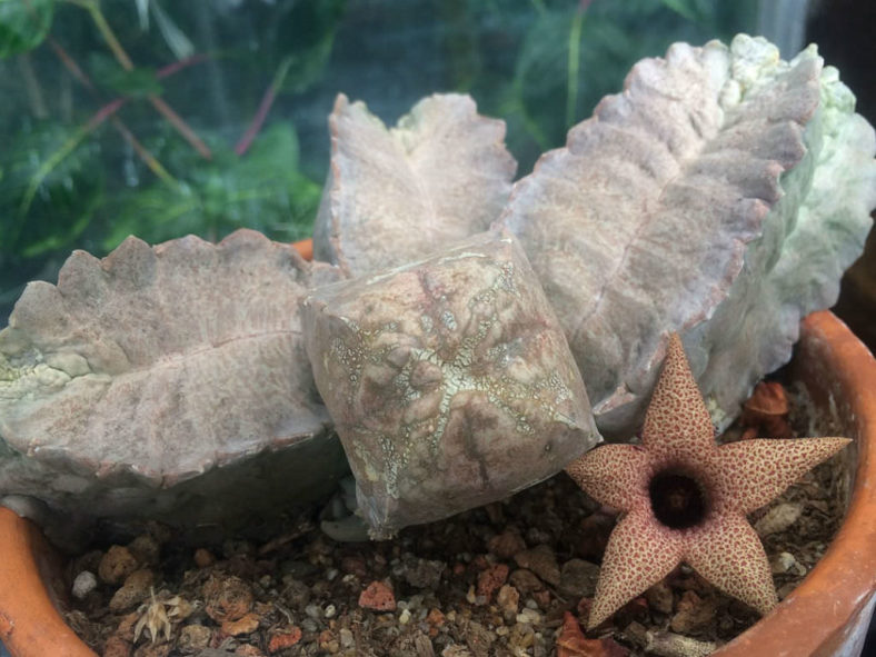 White-sloanea crassa aka Whitesloanea crassa