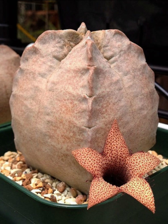 White-sloanea crassa aka Whitesloanea crassa