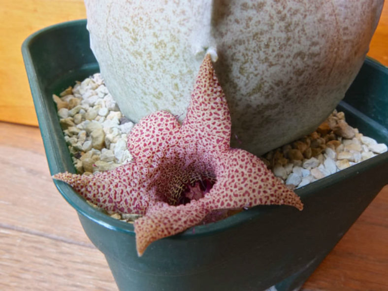 White-sloanea crassa aka Whitesloanea crassa