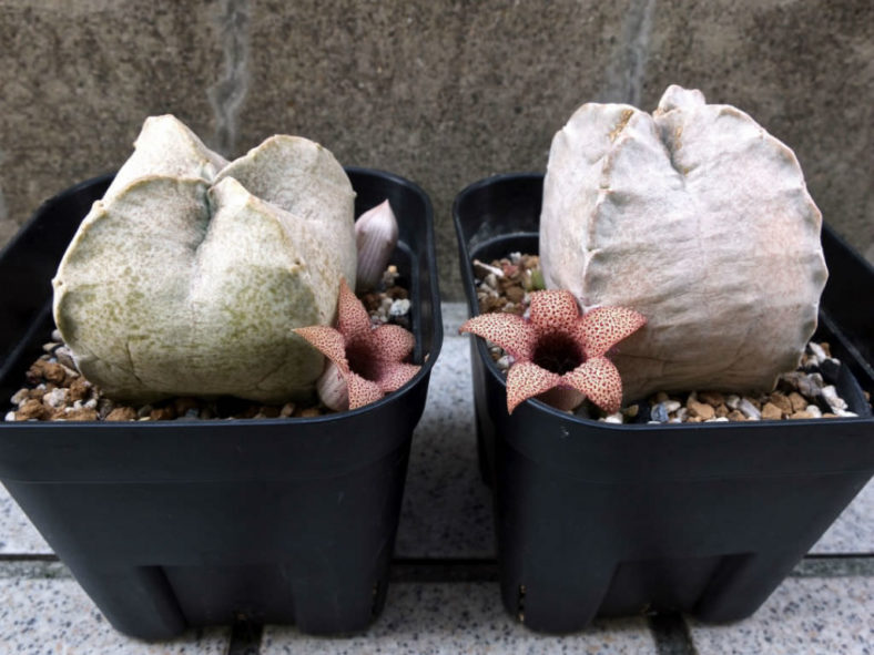 White-sloanea crassa aka Whitesloanea crassa