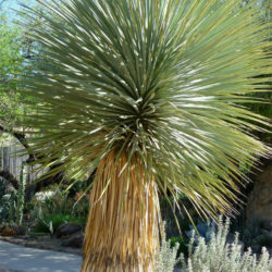 Yucca thompsoniana - Thompson's Yucca